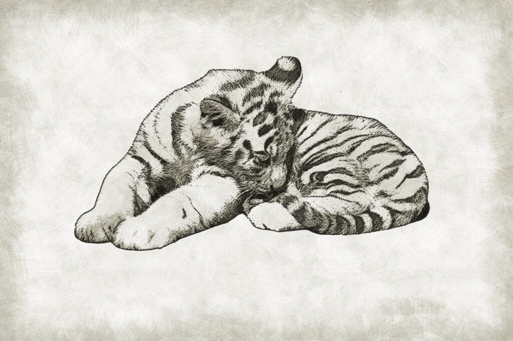 tiger, cub, cute, wild, wildlife, baby, cat, mammal, predator, animal, fauna, sketch, drawing, pencil drawing, tiger, tiger, tiger, sketch, pet, nature, sketch, sketch, sketch, sketch, pencil drawing
