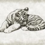 tiger, cub, cute, wild, wildlife, baby, cat, mammal, predator, animal, fauna, sketch, drawing, pencil drawing, tiger, tiger, tiger, sketch, pet, nature, sketch, sketch, sketch, sketch, pencil drawing