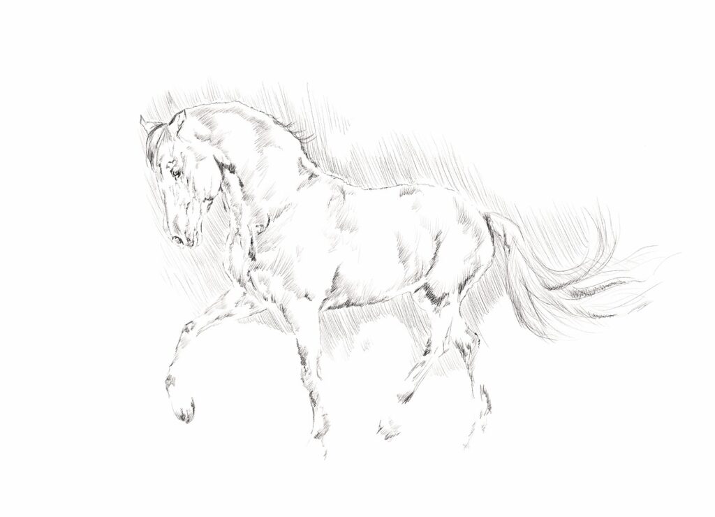 illustration, a horse, the animal, pencil, black and white, sketch, a horse, sketch, sketch, sketch, sketch, sketch