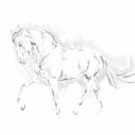illustration, a horse, the animal, pencil, black and white, sketch, a horse, sketch, sketch, sketch, sketch, sketch